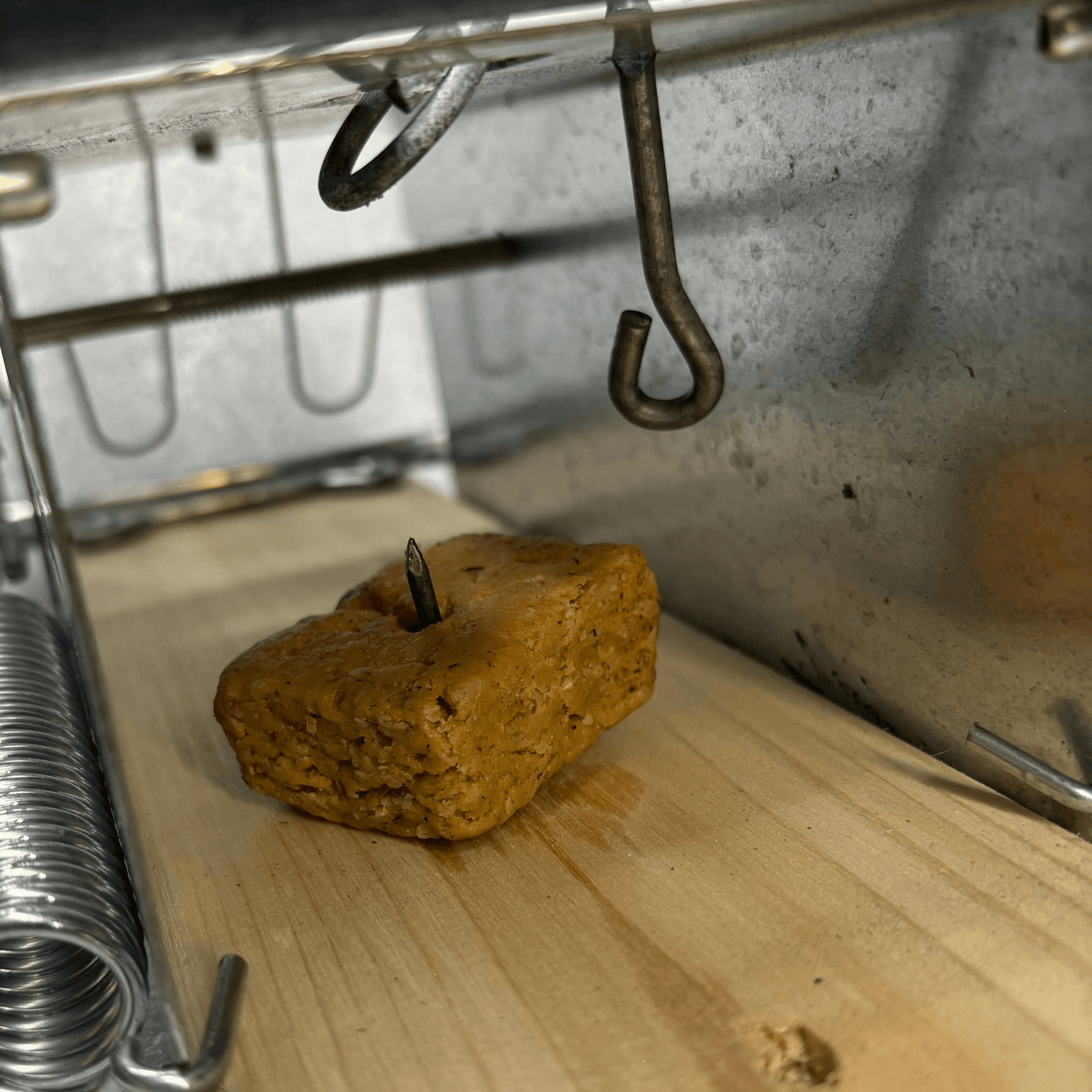 Bait_in_trap_Zoom_4a38b5b3-