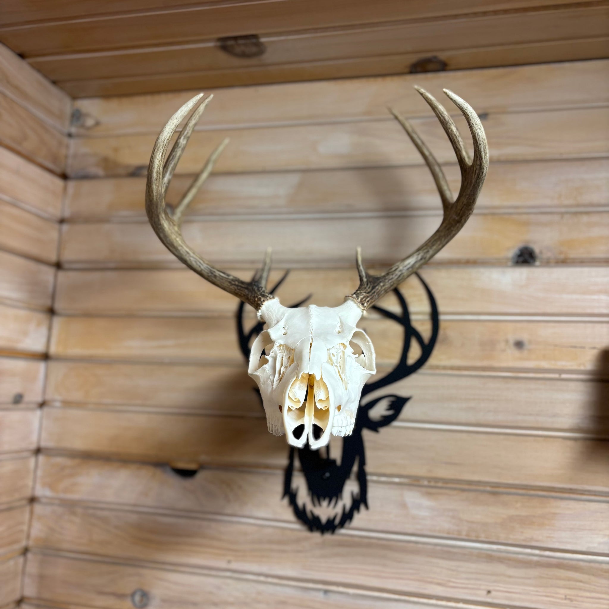 Steel Deer Skull Mount – Unique Laser-Cut Design with Powder